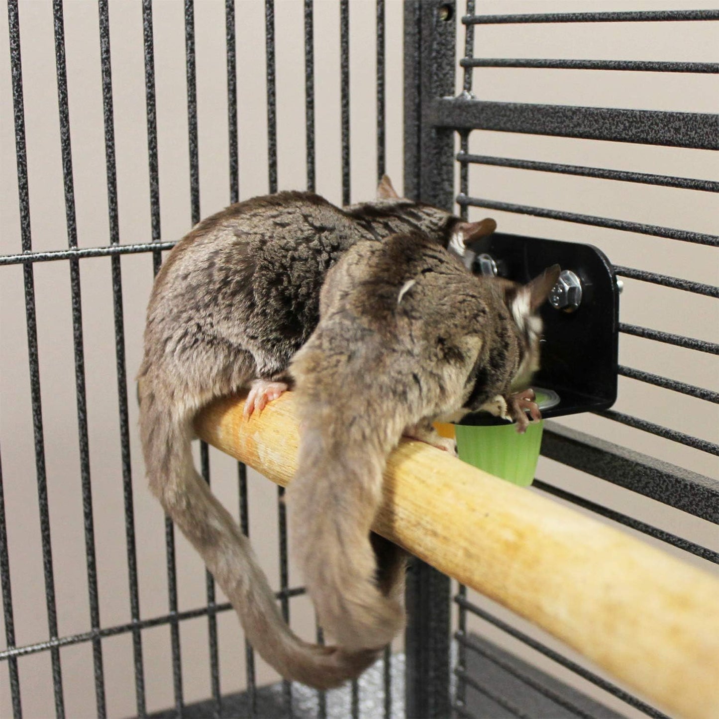 Nectar Pods Variety Pack (4 Count) - Calcium-Enriched Jelly Fruit Treats for Small Pets Including Sugar Gliders, Marmosets, Squirrels, Parrots, Cockatiels, Parakeets, Hamsters, Day Geckos, Kinkajous, and More